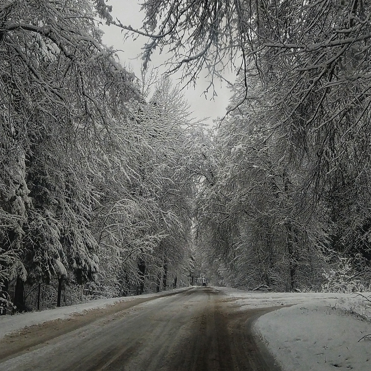 Подъезжаем к усадьбе Василёво. Фото автора