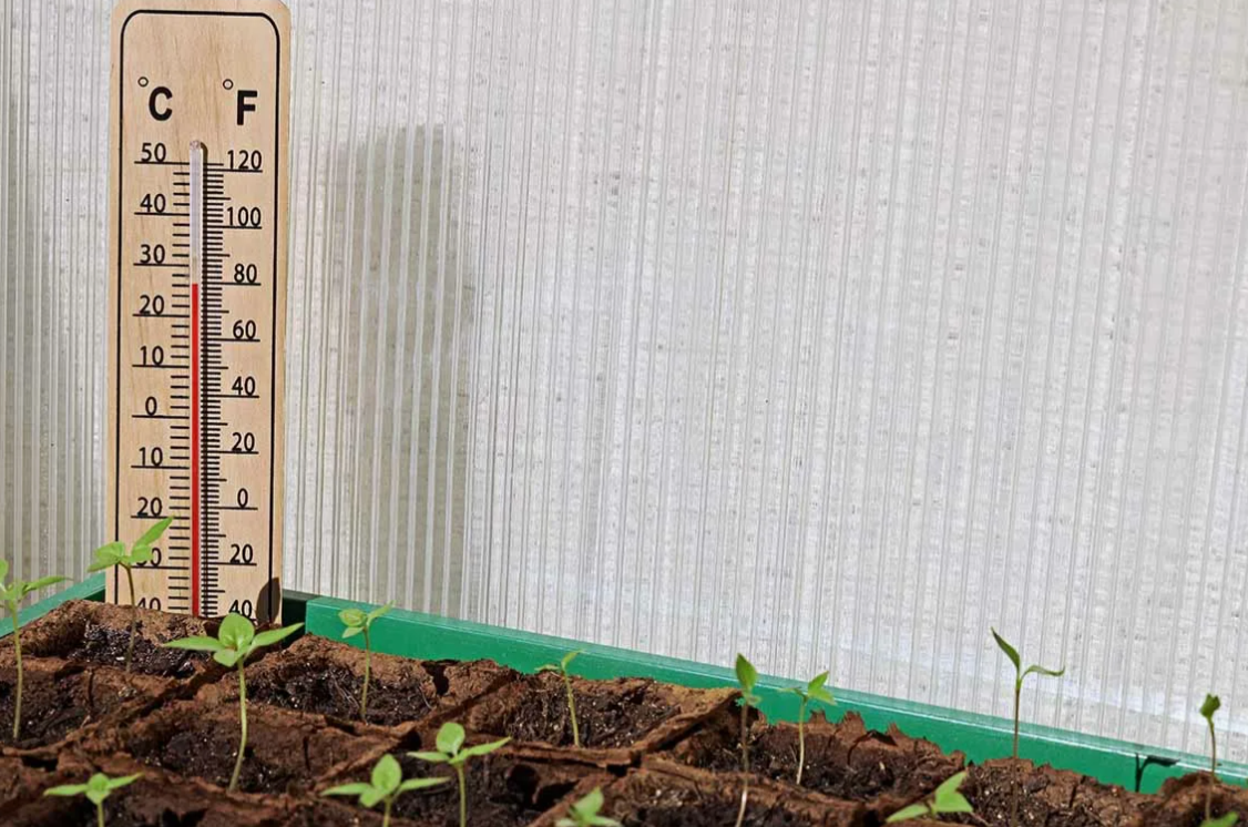 Температура для прорастания семян перца