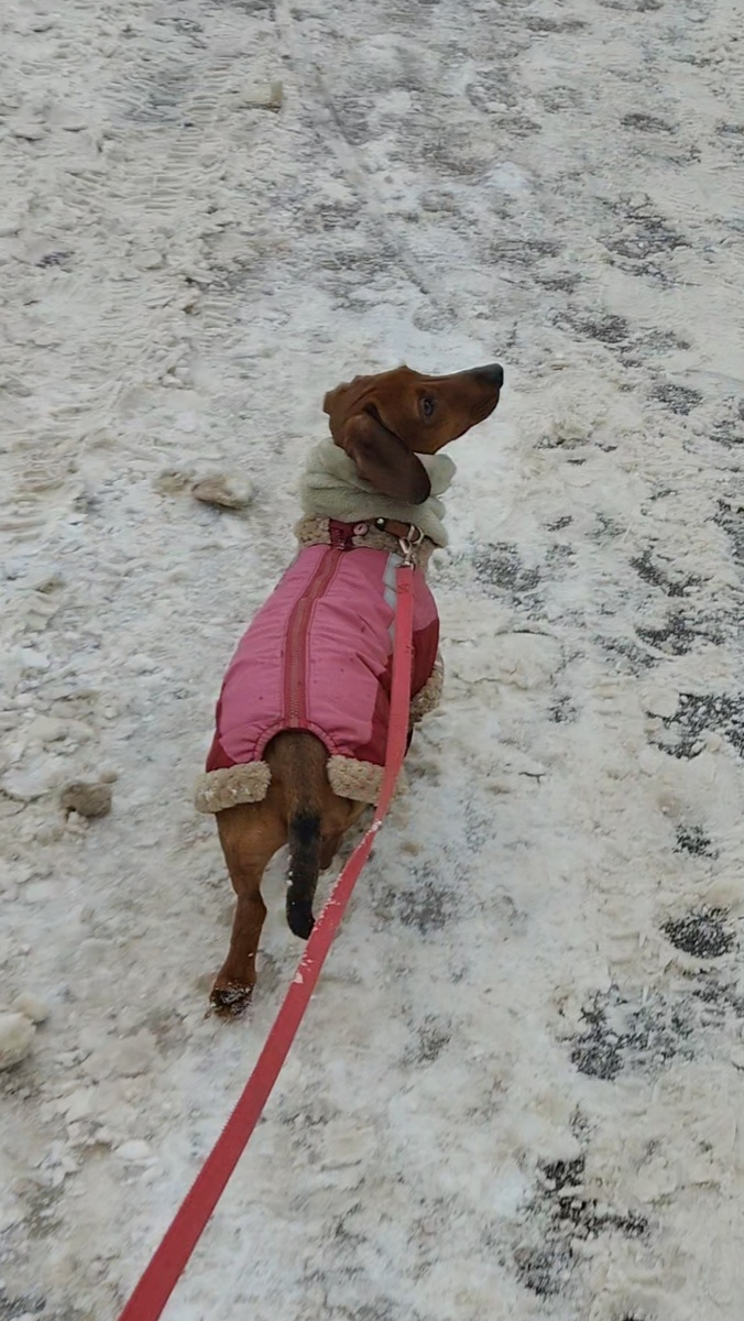 Осторожная такса