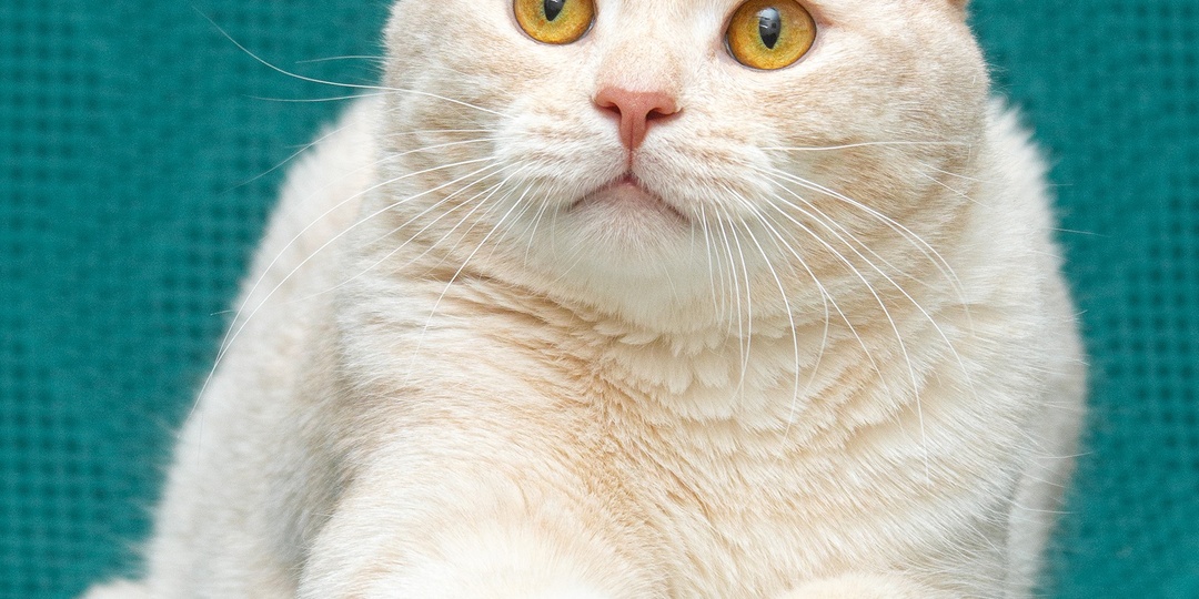 Котик с необычным окрасом ищет дом!