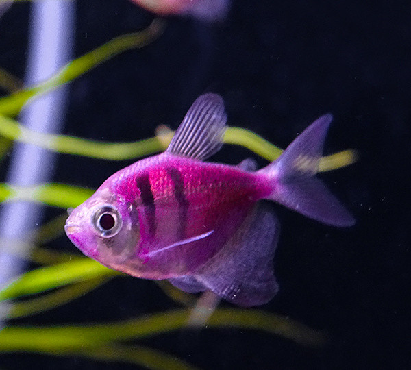 ТЫ МОЕШЬ АКВАРИУМ НЕ ПРАВИЛЬНО