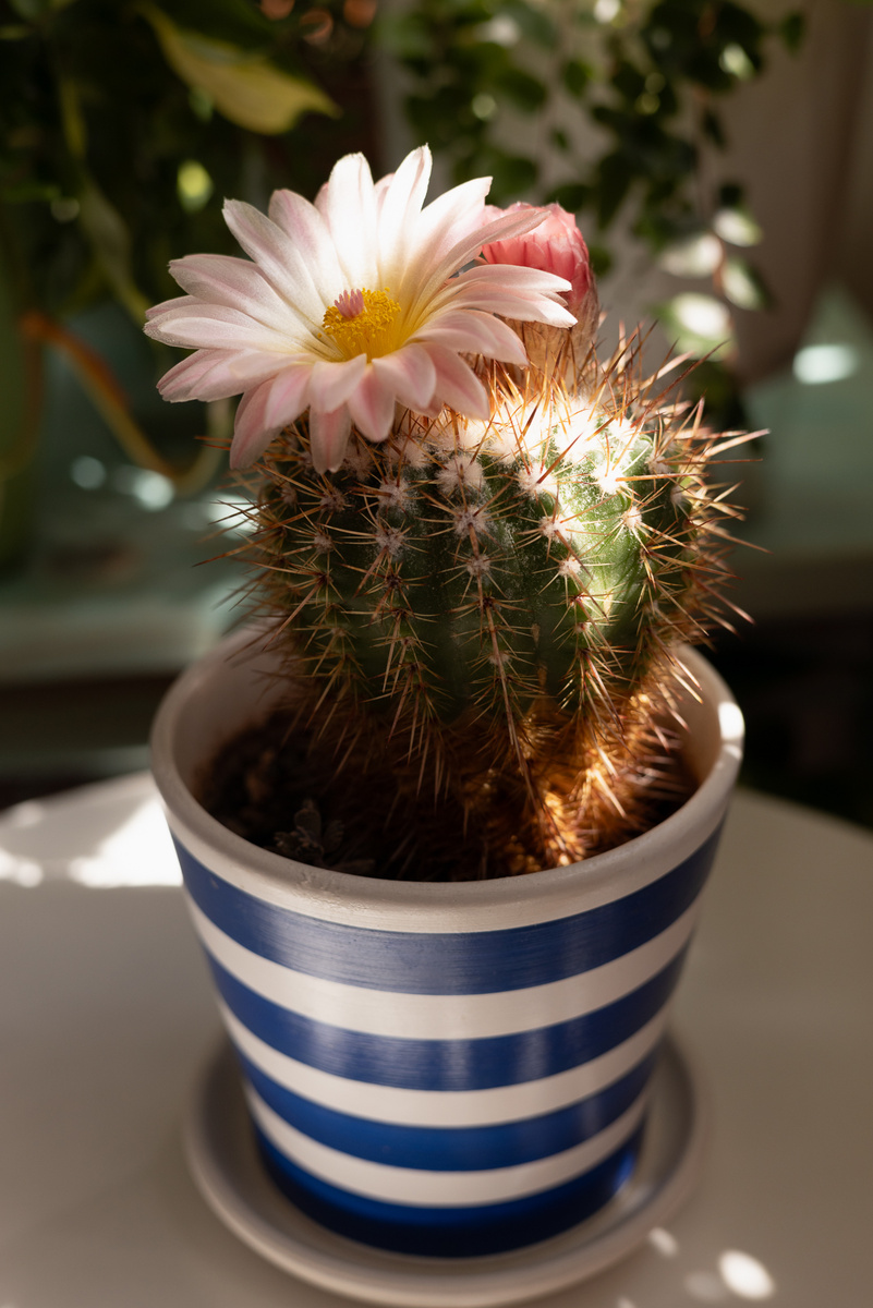 Знакомьтесь, это Мистер Колючка. Он живет в нашей семье уже более 10 лет и прошлым летом впервые зацвёл.