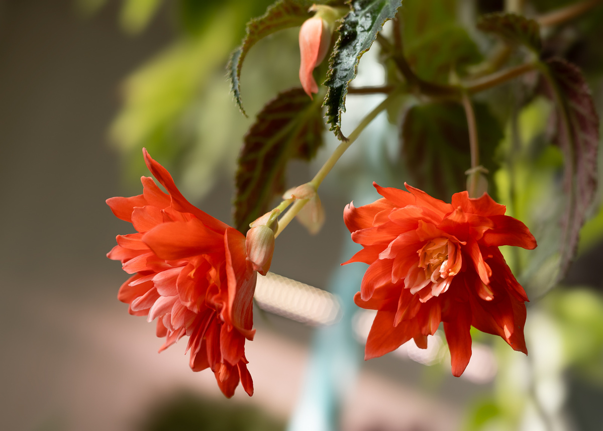 Это бегония Беллекония Салмон, названная так за свой жизнерадостный лососевый цвет. Хотя, на мой взгляд, она скорее коралловая.