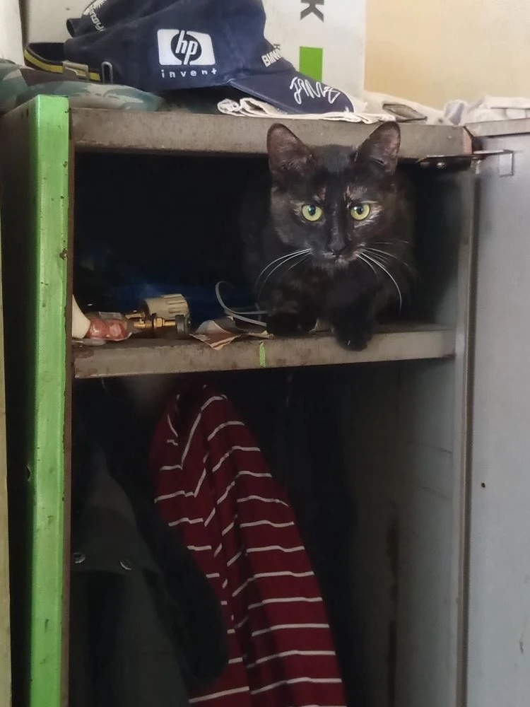 Сидит на дежурстве! В шкапчике хозяина нашего 