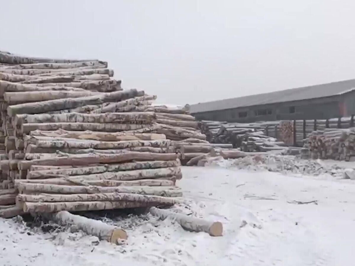    Склад нелегально заготовленной древесины в Чугуевском округе, Приморский край | © Фото пресс-службы УМВД России по Приморскому краю