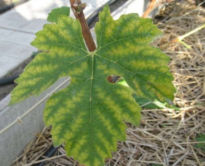 Фото из интернета 