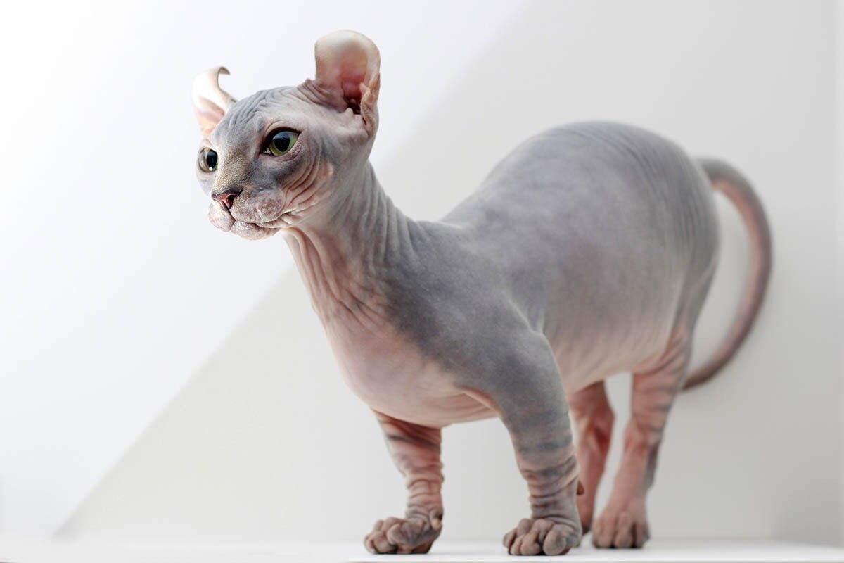 У двэльфов выразительная мимика — кажется, что кот все время о чем-то думает. Источник: Brigitte Lacasse / Shutterstock / FOTODOM📷
