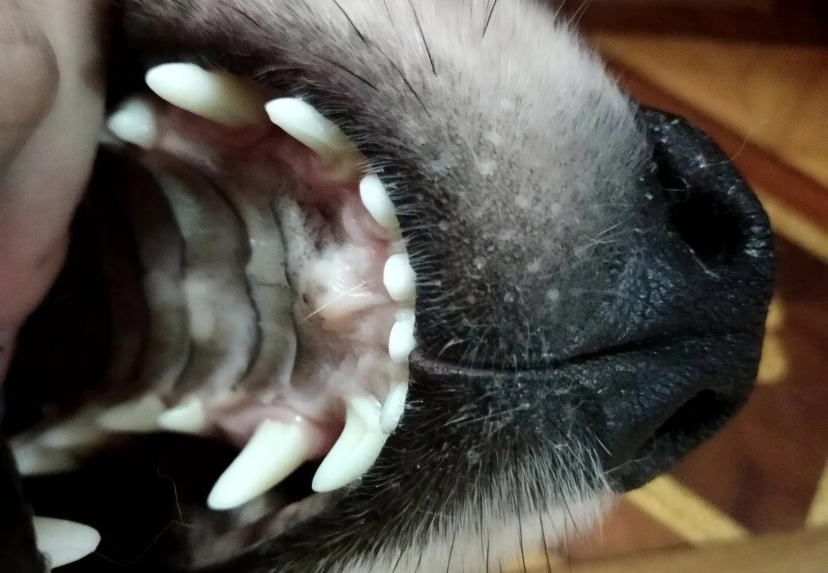 Нёбо собаки