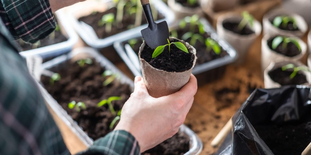 Хотите ранний урожай? 5 культур, которые нужно посеять в феврале