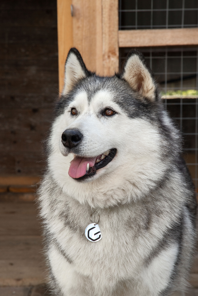 А ещё у нас есть своя собаченька, которой занимается лично Сергей Кирш — Грета ❤️