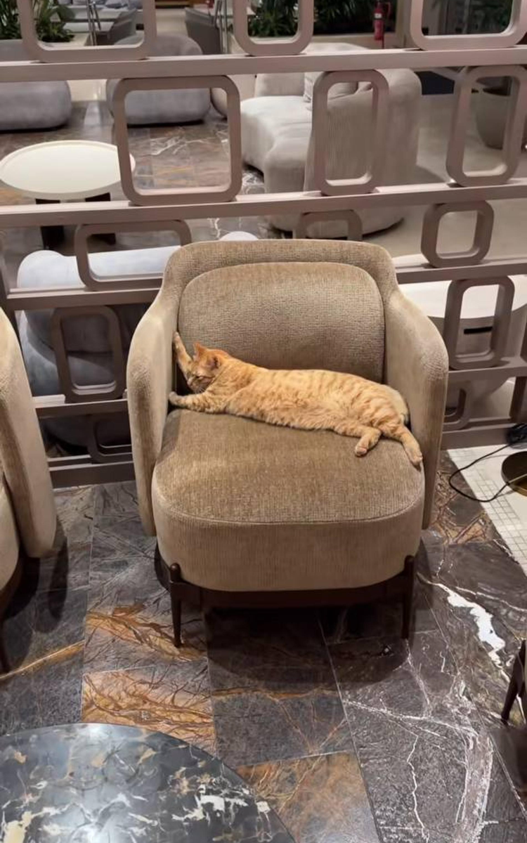     Никита Пресняков. Скриншот: Инстаграм (запрещён в РФ) @npresnyakov