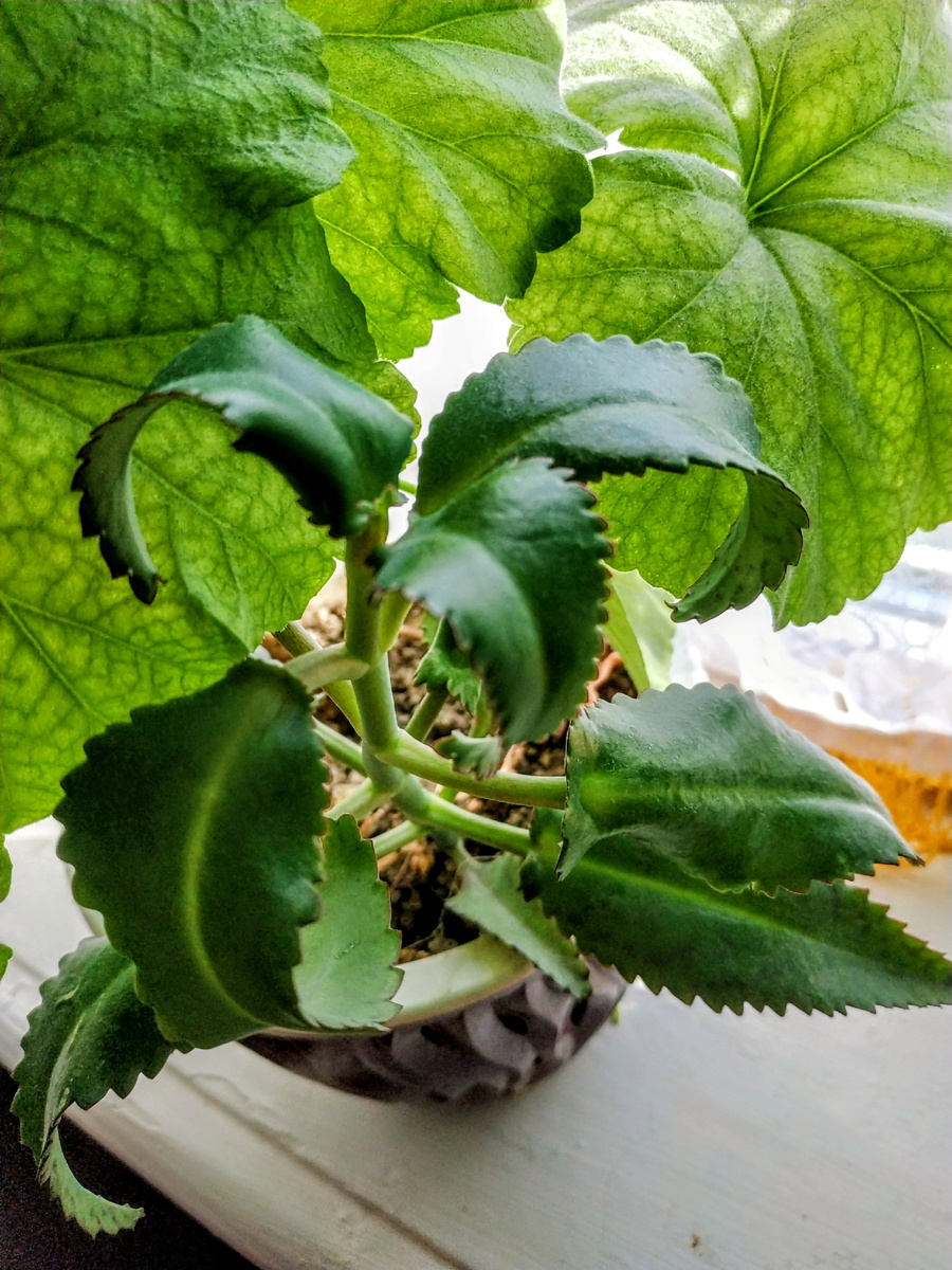 Каланхоэ в Герани. Быстро растет при хорошем освещении. 