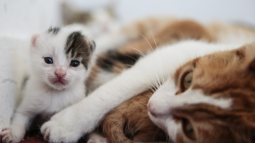 Metin Aktas/Getty Images