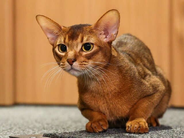    Фото: ТАСС/Сергей Булкин