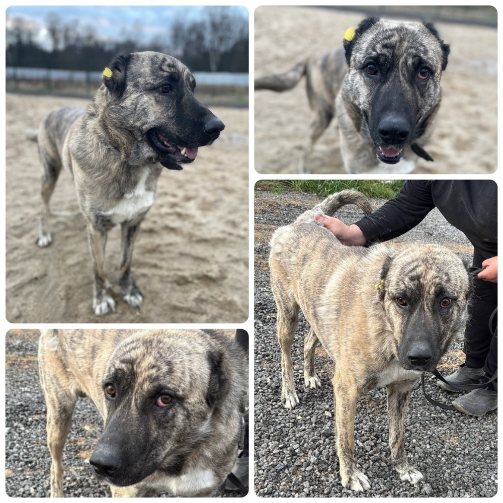 МОСКВА И МО
Булат – достойный псын закалённый жизнью для настоящего человека. 💪
Как узнать – настоящий ты человек или нет? Конечно – по собаке. Булат – пёс для настоящего человека. Сильный, крепкий гампр в поисках своего хозяина. Жизнь не была благосклонна к Булату, родившемуся и выросшему на ферме, где пёсель не знал ни ласки, ни воспитания. Но несмотря на прошлое, Булат — замечательный и открытый к людям пёс, родившийся в 2018 году. Он очень любит ласку, игрив и активен, готов дарить свою преданность любящей семье. Привит, стерилизован, есть чип и ветпаспорт — все необходимое для безопасного и счастливого нового начала. Булат ищет дом, где его полюбят за его силу и сердце. Он заслуживает второго шанса и искренней заботы.
Если Вы тот самый человек Булата – пишите/звоните в WhatsApp:
☎+7 977 737 71 90
wa.me/79777377190
☎+7 903 969 55 76
wa.me/79039695576
#foto_hvost #фотохвост #помогаю_информационно_Булат
фотоархив: https://vk.com/album-171116447_308140259
видео: https://vk.com/clip-171116447_456241038
ссылка для репоста: vk.com/wall-171116447_78685 