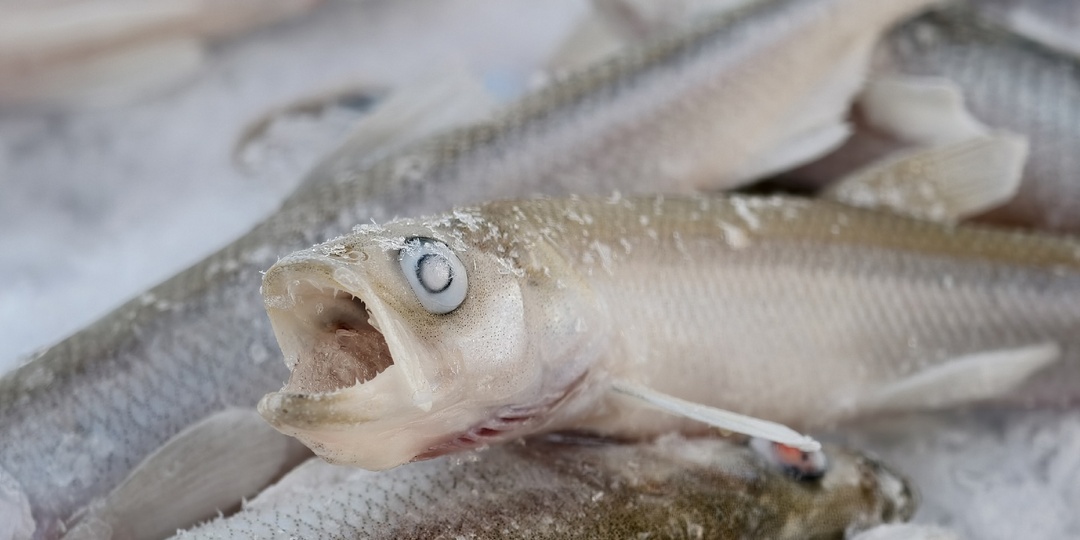 8 способов как «оживить» клёв корюшки в глухозимье