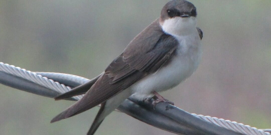Городская ласточка