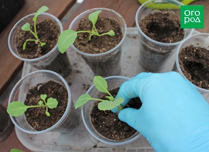 ПИКИРОВКА РАССАДЫ КАПУСТЫ