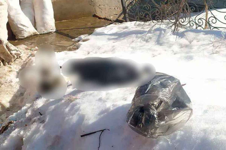    Трупы животных лежали за бытовкой в пакетах на земле. Внутри были аисты и обезьяна. Фото: Прокуратура Москвы