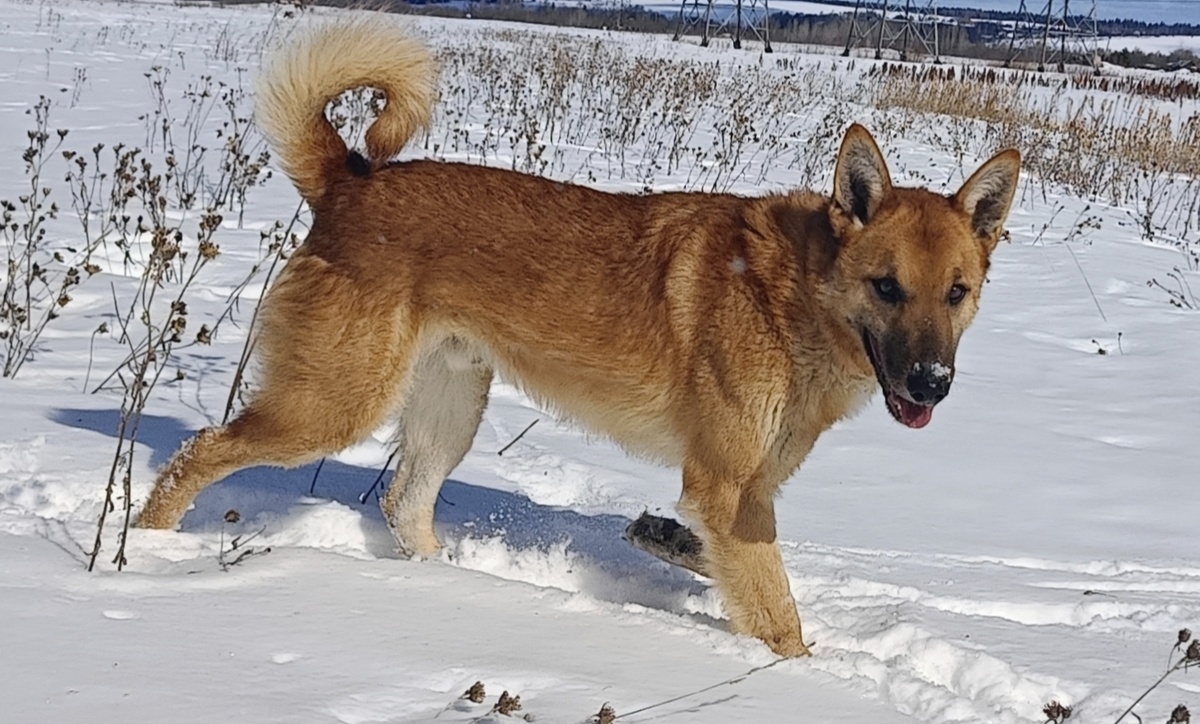 Бренди- сын Найды 