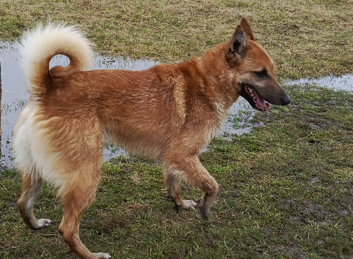 Рыжий молодой красавец.