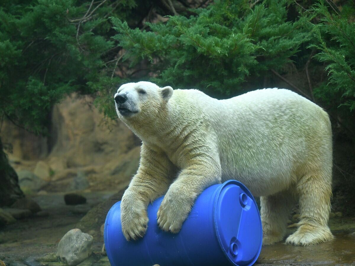    Белый медведь Гого в зоопарке Zoorasia в Йокогаме, Япония | © Фото : ZOORASIA