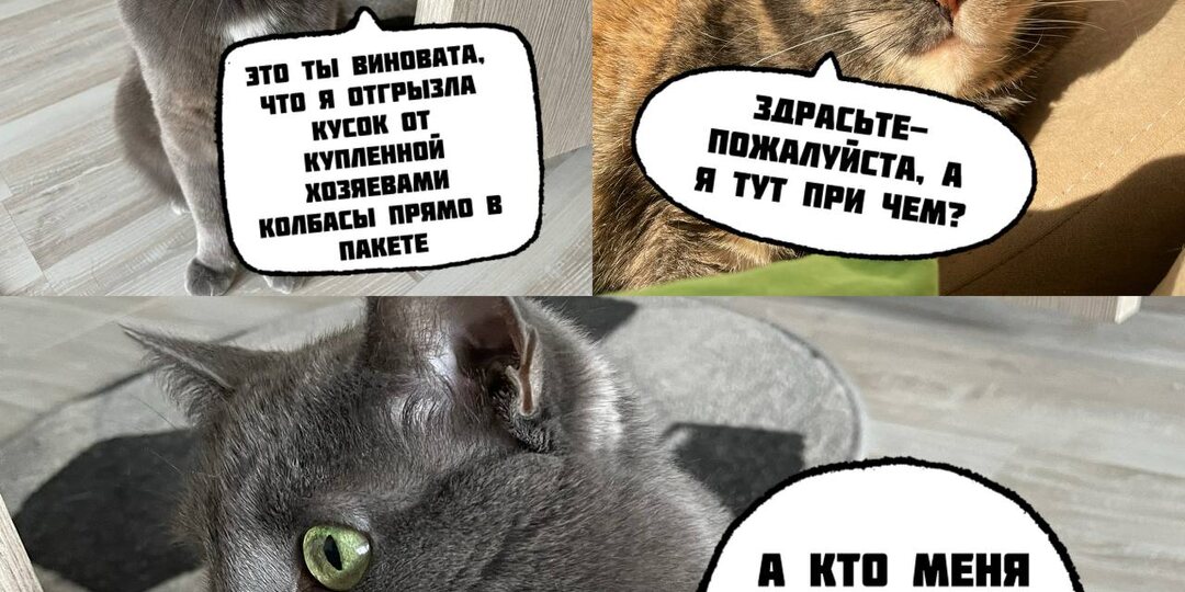 11 смешных мемов, которые поднимут настроение также как премия от начальника