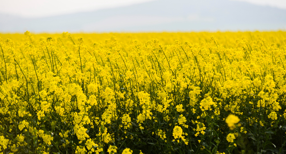 Урожай рекордный, прибыль — под вопросом: что происходит с рынком масличных в 2025 году