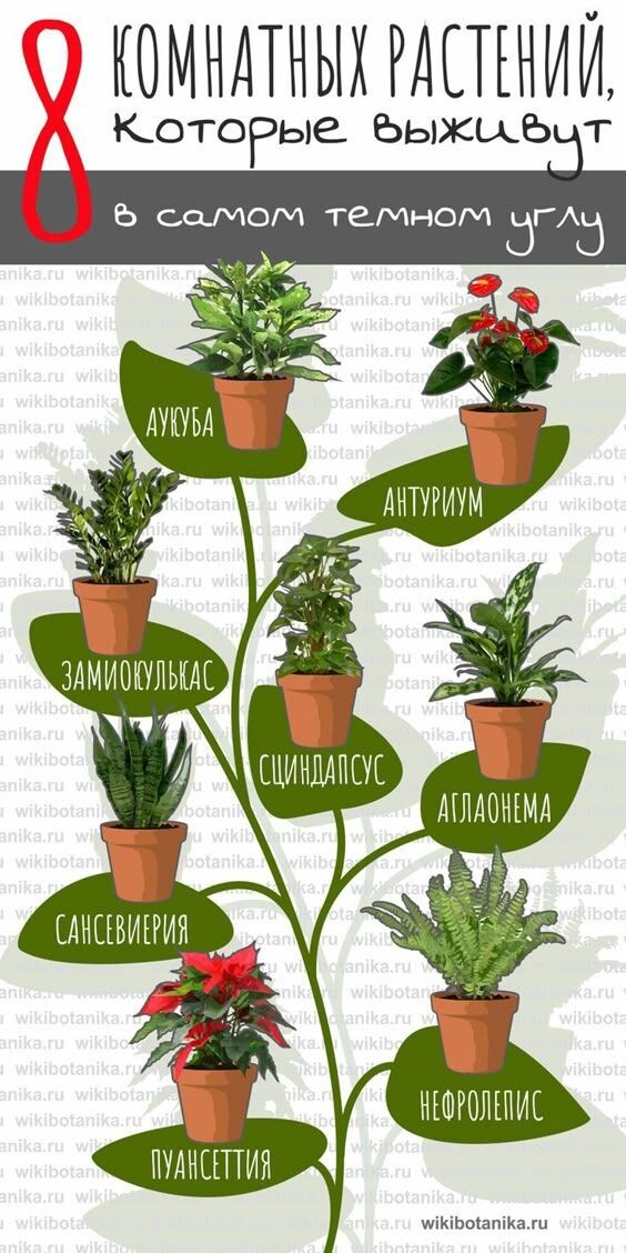 

В интернете сейчас можно найти всё.
В том числе инструкции, как вырастить фикус в шкафу, список «растений-вампиров»,
и уверенное: «поставьте в тёмный угол — ему так нравится». 

В этом канале я запускаю серию текстов про мифы в уходе за растениями. 

Без мистики, страшилок и копипаста из чужих гайдов.
С иронией — да.
На научной основе — обязательно. 

Будем разбирать:
— «теневыносливые» растения, которые на самом деле просто терпят,
— запреты «нельзя держать дома», у которых нет ни одного аргумента,
— советы из разряда «так делала бабушка» (и растение выживало назло). 

Моя цель простая:
отделить живую ботанику от интернет-фольклора.
Если вы тоже чувствуете, что растения — не амулеты, не предметы интерьера,
а живые существа со своими потребностями,
оставайтесь. 🌱
 
Дальше — мифы встретятся с фотосинтезом.
Не переключайтесь
