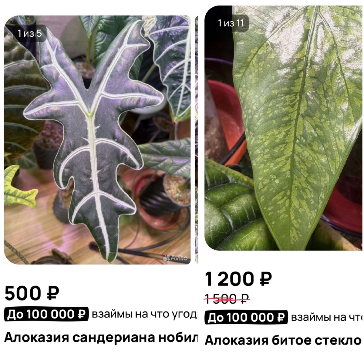 Фото с аккаунта покупательницы.