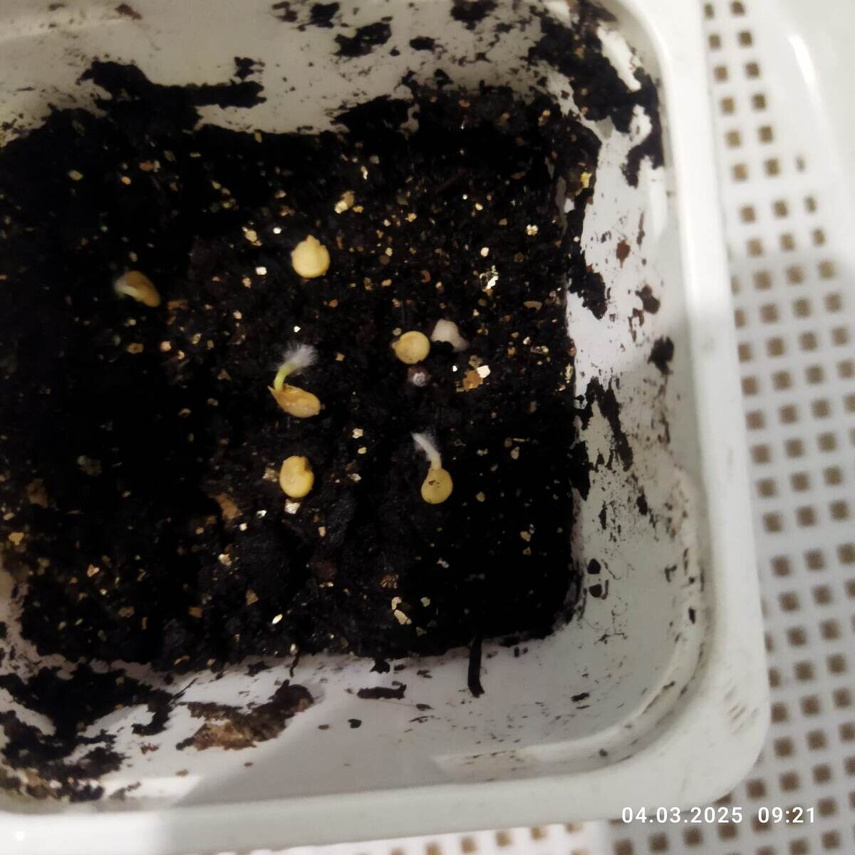 Пророщенные семена перца, готовые  к посеву-закапыванию