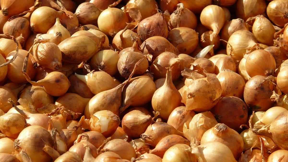 Мульчирование грядок соломой поможет сохранить влагу и убережет почву от перегрева. И ещё один важный момент: лук не любит хлор, поэтому лучше избегать хлорудобрений.