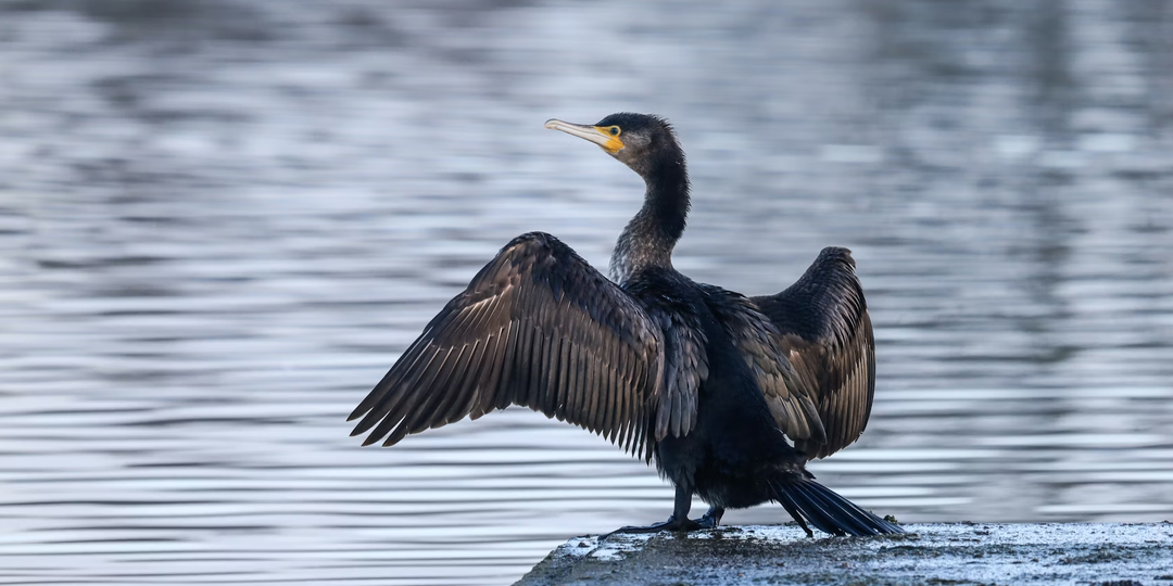 Могущественная доколумбова цивилизация была построена на птичьем помете