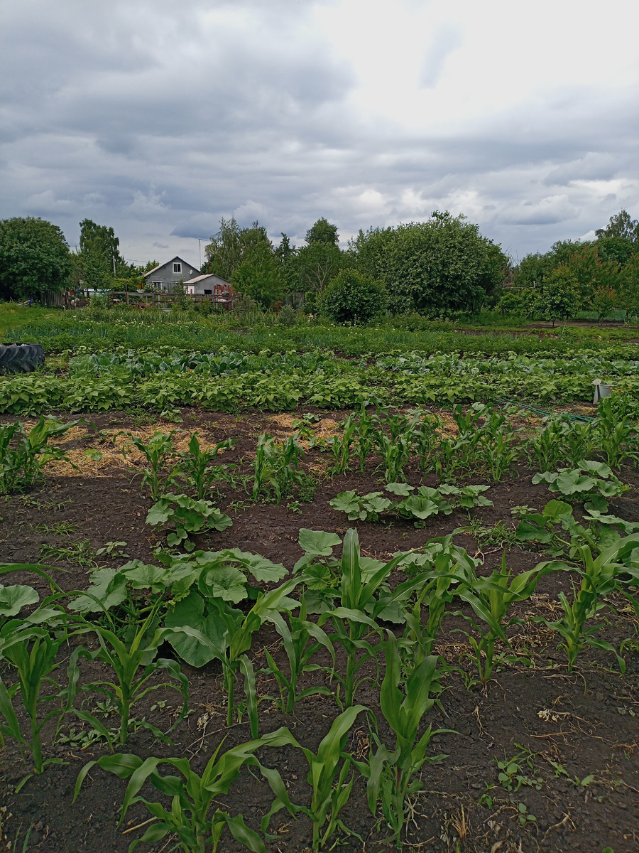 здесь она ещё не расплелась,