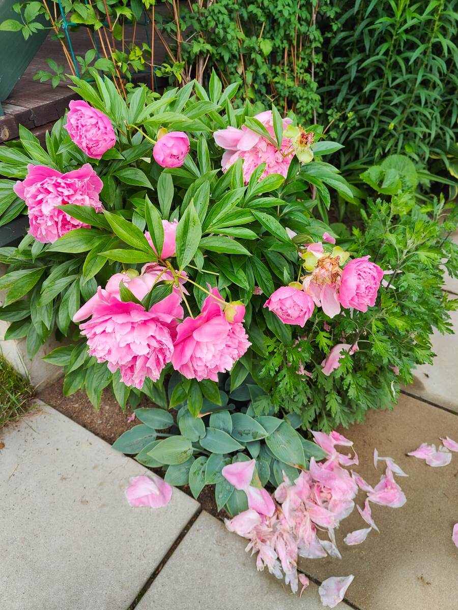 Лучше обрезать отцветающий цветок, чем потом собирать упавшие лепестки.