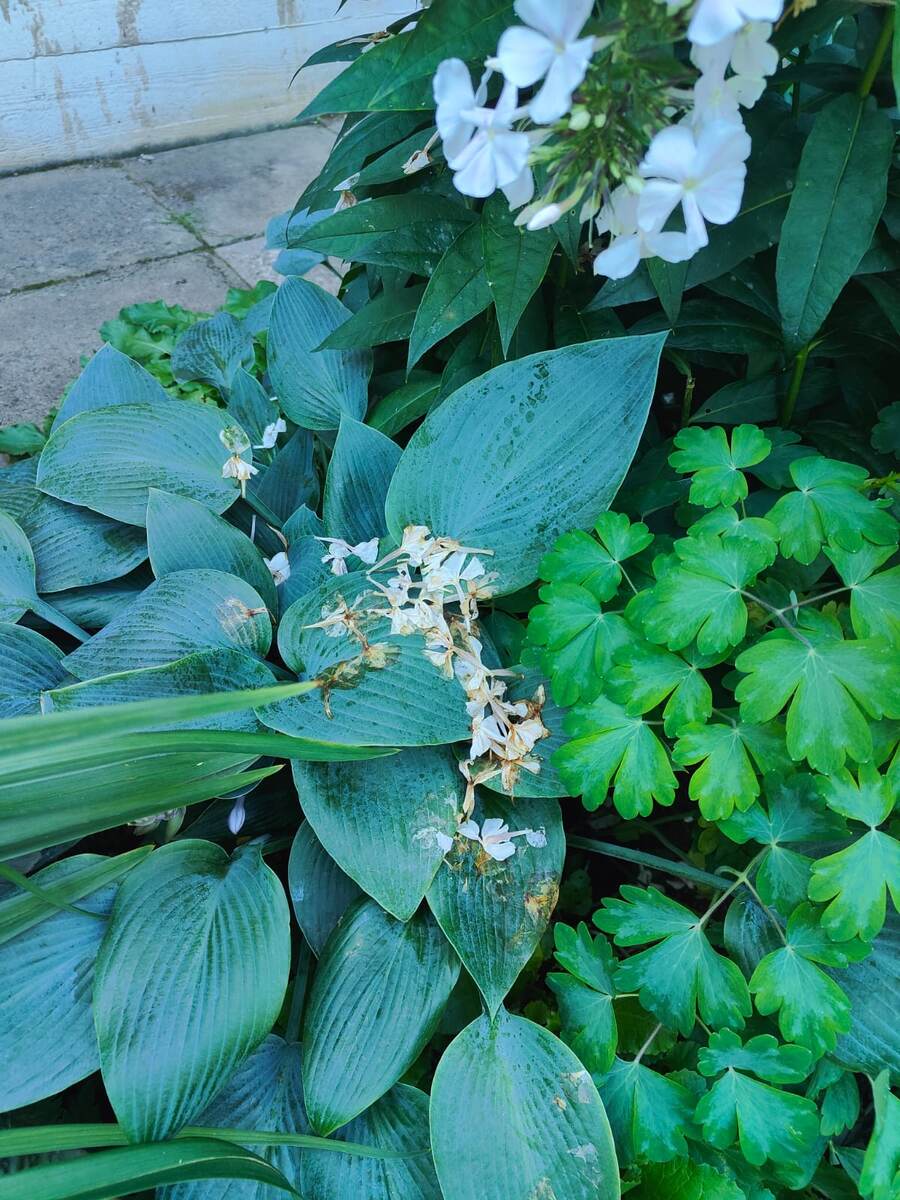 Если вовремя не убрать осыпавшиеся цветки флокса, то после дождей они раскиснут и намертво приклеятся к листьям хост.