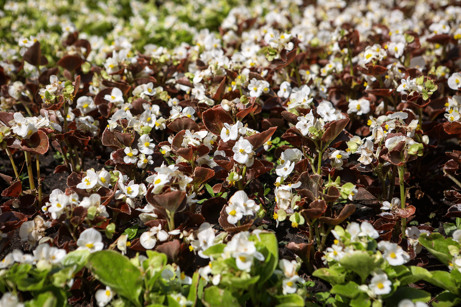    Фото: nsknews.info