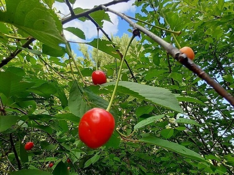     Растительный мелатонин содержится в вишне. Фото: Архив МК в Великом Новгороде