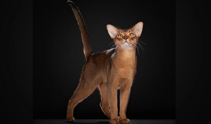 Абиссинский кот из России. Обложка © WCF