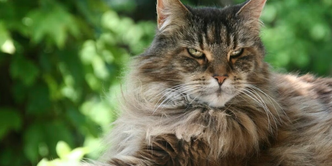 Есть ли породы кошек, появившиеся без вмешательства человека?