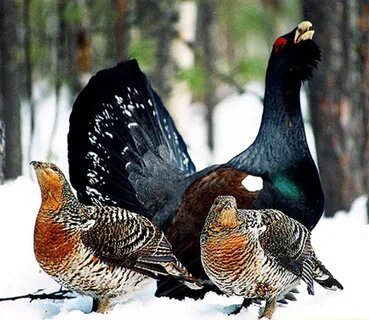 Самец и самки глухаря