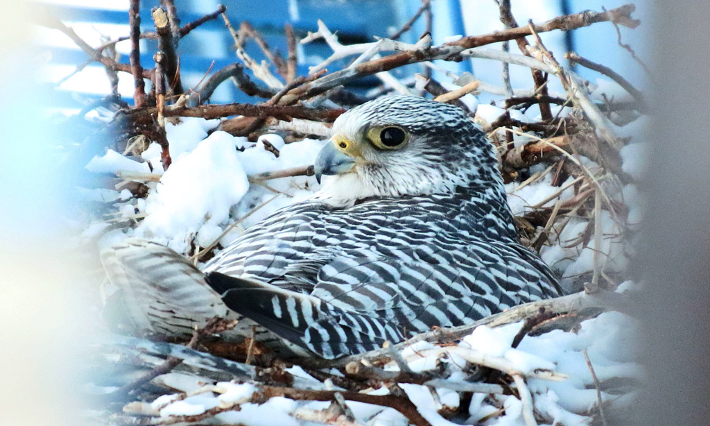 Самка кречета на гнезде в снегу. Автор фото – руководитель исследований Александр Соколов / arctic-rf.ru