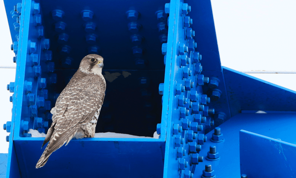 Кречет на мостовых конструкциях железной дороги. Автор фото: Александр Соколов / arctic-rf.ru
