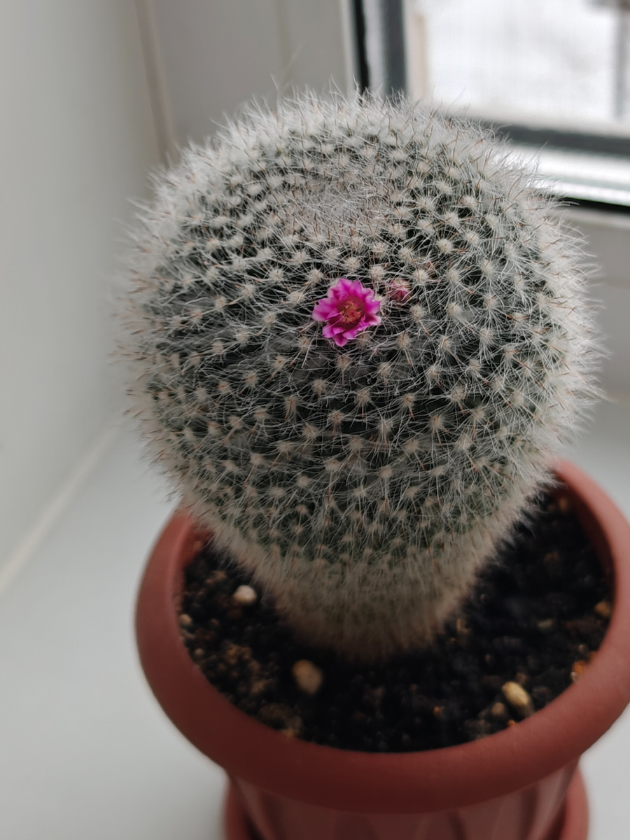 Он цвëл у нас и в том году. 