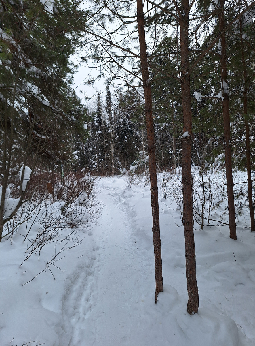 Тропа, несмотря на метели и снегопады, натоптана 