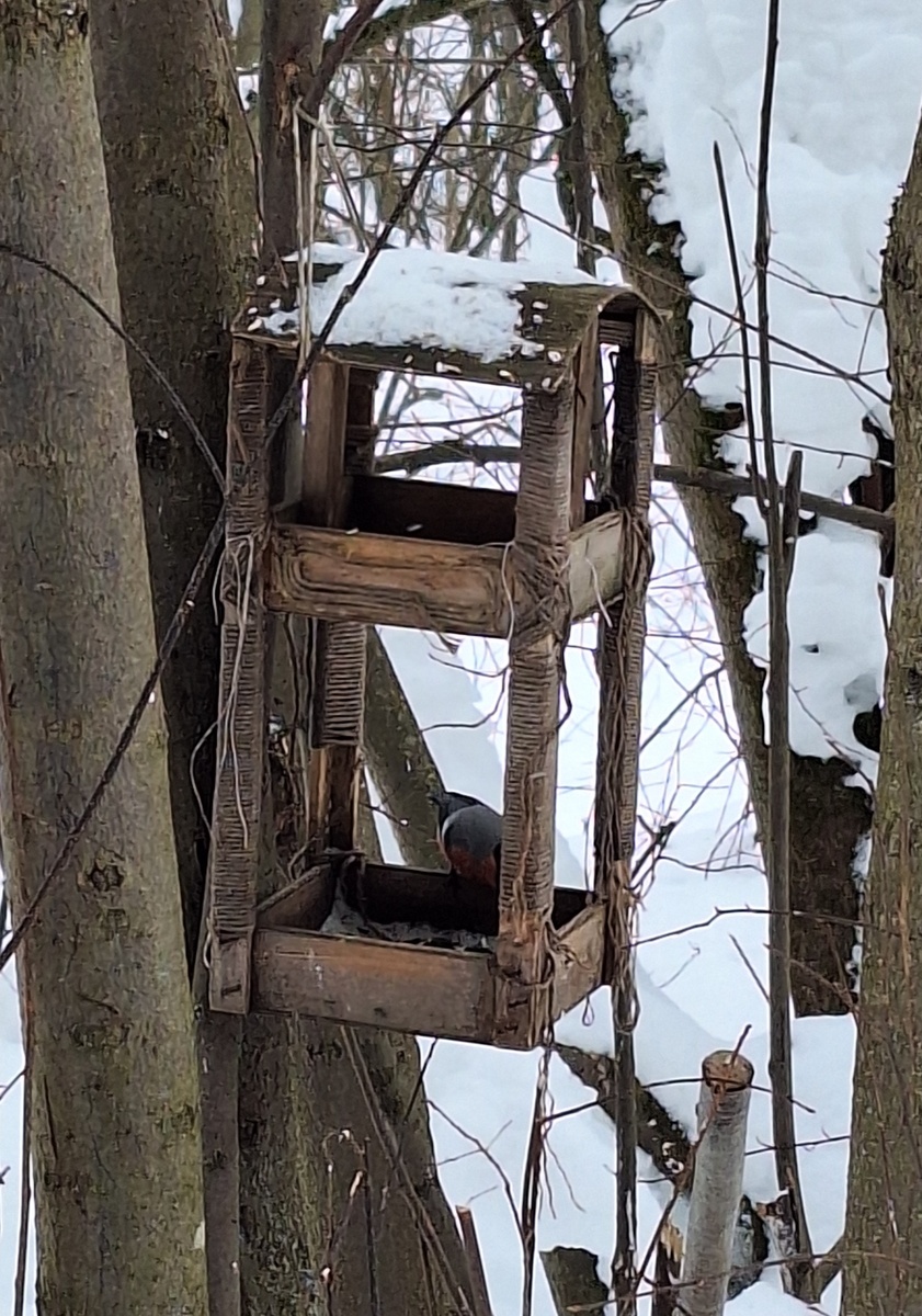 На первом этаже кормушки видите, снегирь сидит? Не улетел. Не боится или так голоден?