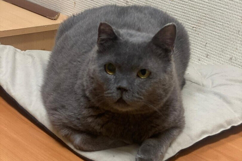 Наша последняя попытка собрать на обследование Рафаэля❗❗❗