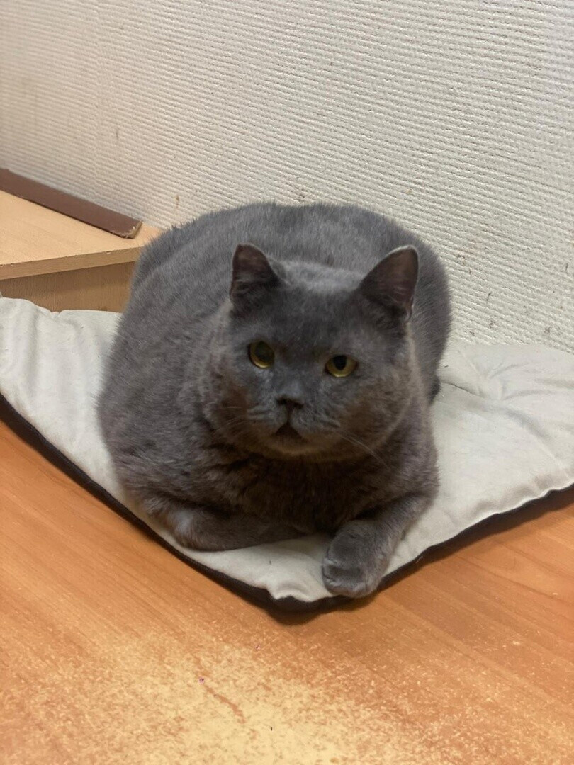 Рафаэль год назад