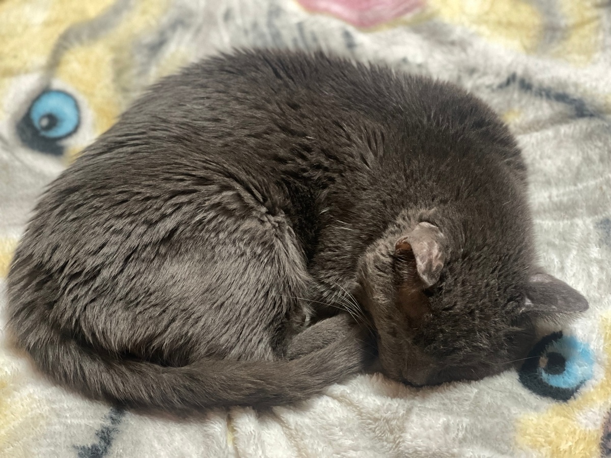 Рафаэль сейчас