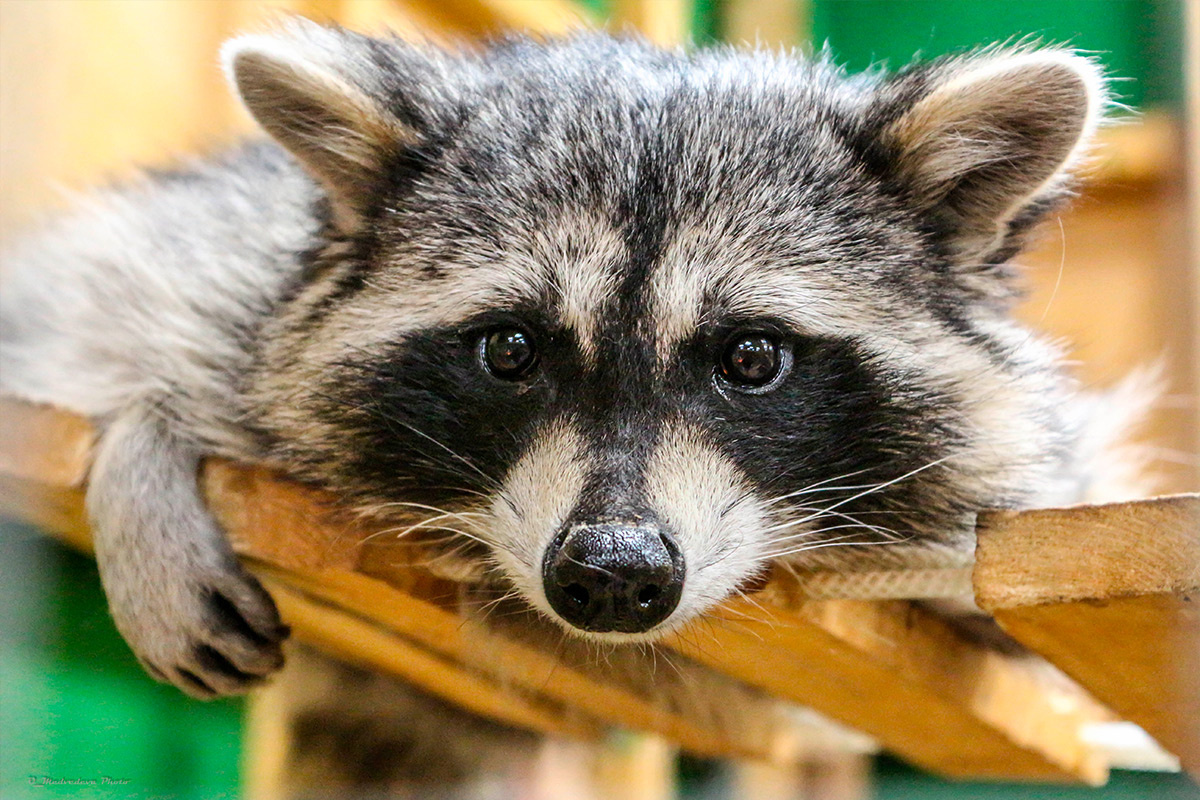    Фото: O_Medvedeva / Shutterstock.com